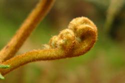 Pteridium esculentum. Uncoiling primary pinna abundantly covered in curly brown, non-glandular multicellular hairs. 
 Image: L.R. Perrie © Te Papa 2011 CC BY-NC 3.0 NZ